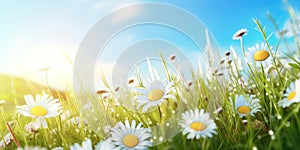 Fresh and beautiful summer background with flowers