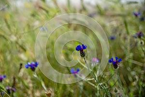 Fresh beautiful violet and purple little wild flower among soft light blurred green leaves grass field background on sunshine day