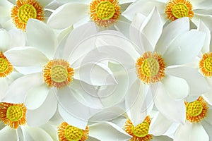 Fresh beautiful white blossom lotus flower background.