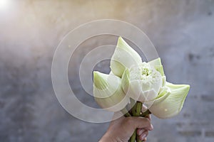 Fresh beautiful white lotus flower in girl hand with vintage warm light over blurred grey background