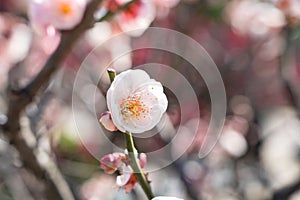 Fresh beautiful white plum flower blossom