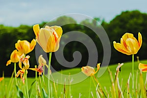 Fresh beautiful Yellow field tulips