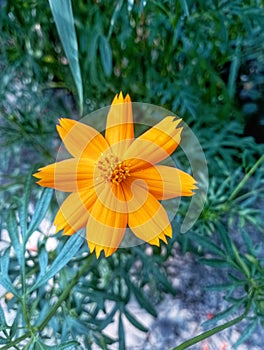 Fresh Beautifull morning garden kenikir sulfur cosmos sulphureus orange flower green plant