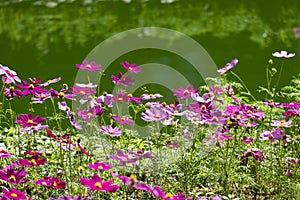 Fresh beauty group pink and purple cosmos flower tree blooming in natural botany garden park