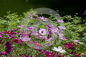 Fresh beauty mix pink purple cosmos flower and white color blooming in natural botany garden park