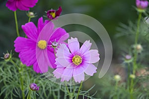 Fresh beauty mix pink purple cosmos flower yellow pollen blooming in natural botany garden with copy space