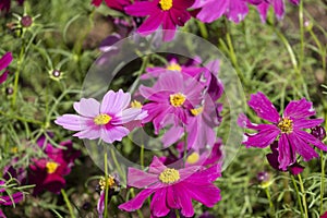 Fresh beauty mix pink purple cosmos flower yellow pollen blooming in natural botany garden park