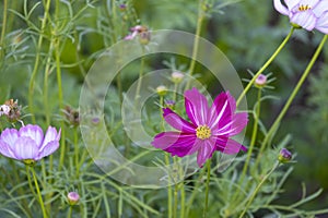 fresh beauty mix soft pink white cosmos flower yellow pollen blooming in natural botany garden park