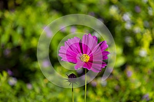 Fresh beauty single pink and purple cosmos flower blooming in natural botany garden park