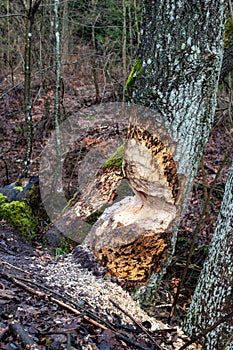 Fresh beaver tracks in the deciduous forest. Rodent destroyed by tree trunk