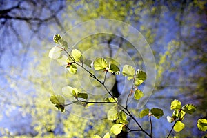 Fresh beech leaves