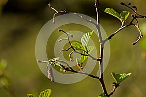 Fresh beech leaves on naked branch with blurry background