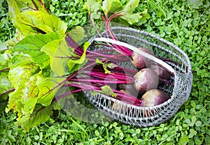 Fresh beet on a the grass in wicker basket