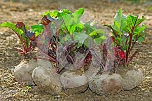 Fresh beetroot bunch