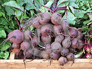 Fresh Beetroot, Greek Street Market