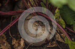 Fresh beetroot grows in the ground