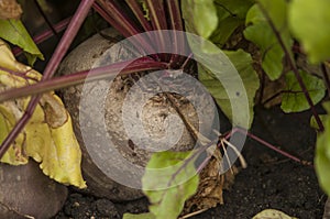 Fresh beetroot grows in the ground