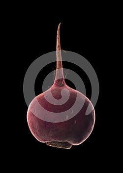 Fresh beetroot isolated