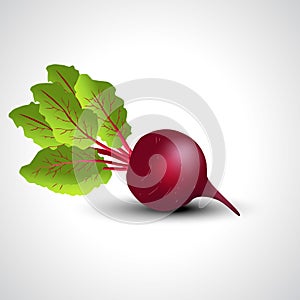 Fresh beetroot isolated white background. vector illustration