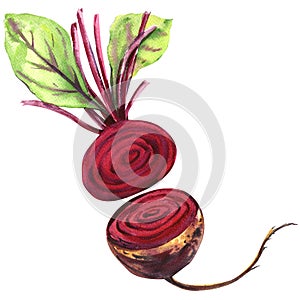 Fresh beetroot with leaves isolated, watercolor illustration