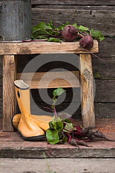 Fresh beetroot root with leaves in rubber boots. rural still life