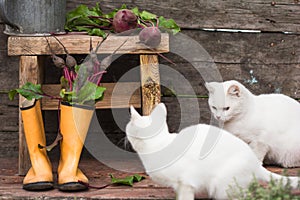 Fresh beetroot root with leaves in rubber boots. rural still life