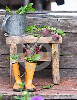 fresh beetroot root with leaves in rubber boots. rural still life