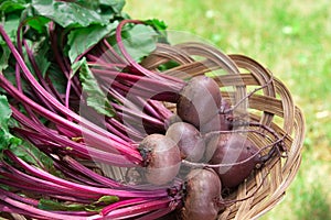 Fresh Beets