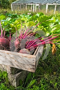 Fresh beets from the garden