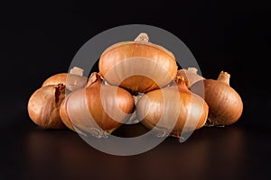 Fresh beige onions on a black background, beautifully photographed, photo for poster, banner.