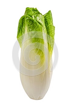 Fresh belgian endive