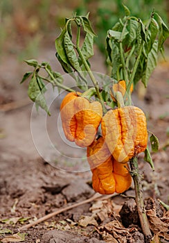 Fresh bell pepper. Bad harvest. Unsatisfactory results of growing organic vegetables