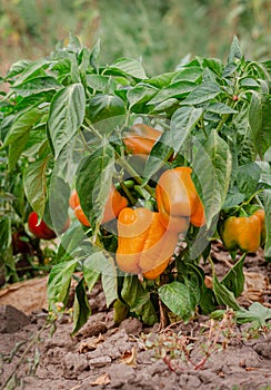 Fresh bell pepper. Bad harvest. Unsatisfactory results of growing organic vegetables