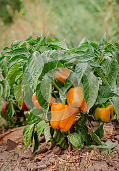 Fresh bell pepper. Bad harvest. Unsatisfactory results of growing organic vegetables