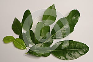 Fresh bergamot or lime leaves on white background
