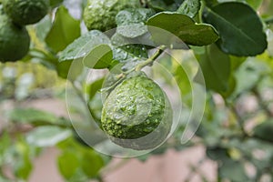 Fresh Bergamots and leaves on tree with water drops on them fruity photo