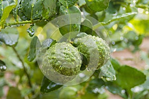 Fresh Bergamots and leaves on tree with water drops on them fruity,   with herbaceous bergamia Aroma photo