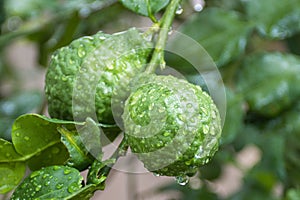 Fresh Bergamots and leaves on tree with water drops on them fruity,   with herbaceous bergamia Aroma