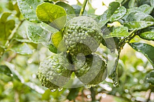 Fresh Bergamots and leaves on tree with water drops on them fruity,   with herbaceous bergamia Aroma