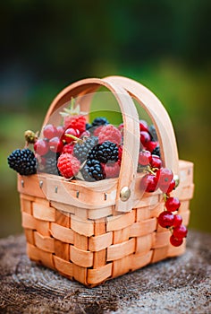 Fresh berries in basket. close-up of summer raspberries and blackberries outdoors