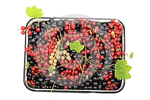 Fresh berries currant useful for heart healthy mix of redcurrant blackcurrant white currant