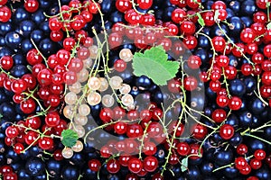 Fresh berries currant useful for heart healthy mix of redcurrant blackcurrant white currant