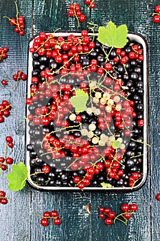 Fresh berries currant useful for heart healthy mix of redcurrant blackcurrant white currant