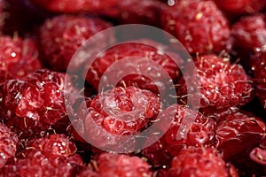 Fresh berries of pink raspberry, only plucked