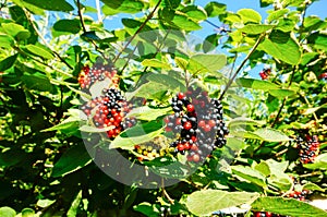 Fresh berries on plant