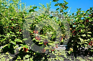 Fresh berries on plant near metal fence