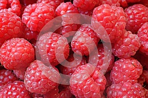Fresh berries Raspberry European, Rubus idaeus