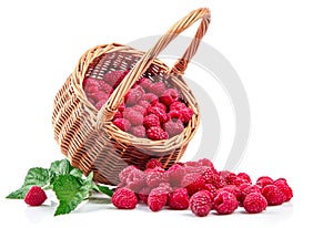 Fresh berries raspberry in wicker basket strewed