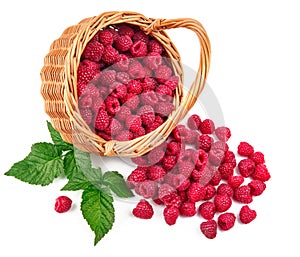 Fresh berries raspberry in wicker basket strewed