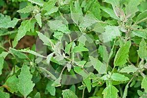 fresh Berseem or Egyptian clover Trifolium alexandrinum crops,